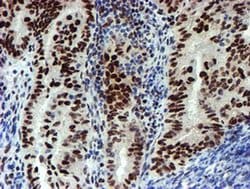 SNAI2 Mouse anti-Human, Clone: OTI1A6, liquid, TrueMAB 100 &mu;L; Unconjugated:Antibodies,