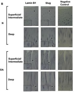 SNAI2 Mouse anti-Human, Clone: OTI1A6, liquid, TrueMAB 100 &mu;L; Unconjugated:Antibodies,