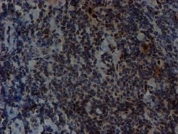 SNAI2 Mouse anti-Human, Clone: OTI1A6, liquid, TrueMAB 100 &mu;L; Unconjugated:Antibodies,