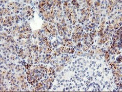 SNAI2 Mouse anti-Human, Clone: OTI1G7, lyophilized, TrueMAB 100 &mu;g;