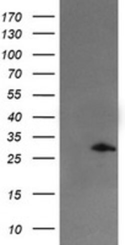SNAI2 Mouse anti-Human, Clone: OTI2B12, lyophilized, TrueMAB 100 &mu;g;