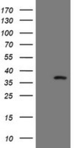 SNAI2 Mouse anti-Human, Clone: OTI2C3, lyophilized, TrueMAB 100 &mu;g;