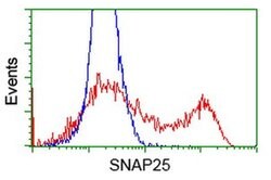 SNAP25 Monoclonal Antibody (OTI 1D5), TrueMAB , OriGene 30 &mu;L; Unconjugated:Antibodies,
