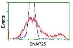 SNAP25 Monoclonal Antibody (OTI4C6), TrueMAB , OriGene 30 &mu;L; Unconjugated:Antibodies,