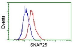 SNAP25 Monoclonal Antibody (OTI 1E6), TrueMAB , OriGene 30 &mu;L | Buy Online | OriGene | Fisher Scientific