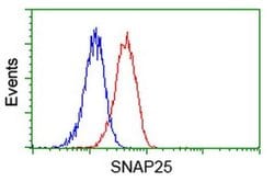 SNAP25 Monoclonal Antibody (OTI 1E6), TrueMAB , OriGene 30 &mu;L | Buy Online | OriGene | Fisher Scientific