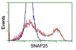 SNAP25 Monoclonal Antibody (OTI4F3), TrueMAB , OriGene:Antibodies:Primary