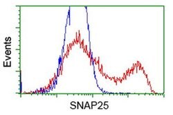 SNAP25 Monoclonal Antibody (OTI1G2), TrueMAB , OriGene:Antibodies:Primary