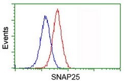 SNAP25 Monoclonal Antibody (OTI4B5), TrueMAB , OriGene 100 &mu;L; Unconjugated:Antibodies,