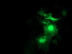SNAP25 Monoclonal Antibody (OTI 1D5), TrueMAB , OriGene 30 &mu;L; Unconjugated:Antibodies,
