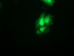 SNAP25 Monoclonal Antibody (OTI4F3), TrueMAB , OriGene 30 &mu;L; Unconjugated:Antibodies,