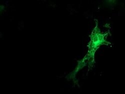 SNAP25 Monoclonal Antibody (OTI4B5), TrueMAB , OriGene 100 &mu;L; Unconjugated:Antibodies,