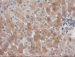 SNAP25 Monoclonal Antibody (OTI 1E6), TrueMAB , OriGene 30 &mu;L | Buy Online | OriGene | Fisher Scientific