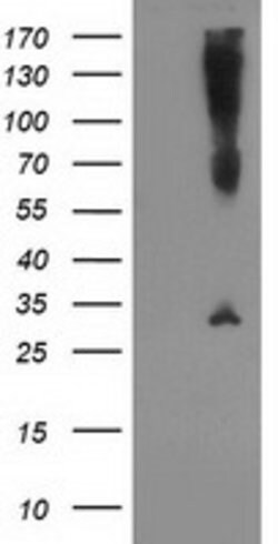 SNAP25 Mouse anti-Human, Clone: OTI4C6, lyophilized, TrueMAB 100 &mu;g;