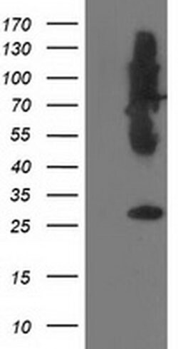 SNAP25 Monoclonal Antibody (OTI4F3), TrueMAB , OriGene 30 &mu;L; Unconjugated:Antibodies,