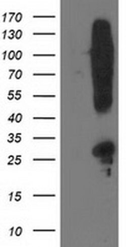SNAP25 Monoclonal Antibody (OTI4B5), TrueMAB , OriGene 100 &mu;L; Unconjugated:Antibodies,