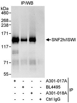 SNF2h/ISWI Rabbit anti-Human, Polyclonal, Bethyl Laboratories 10 &mu;L;