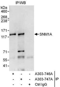 SNM1A Rabbit anti-Human, Polyclonal, Bethyl Laboratories 100 &mu;L; Unconjugated:Antibodies,