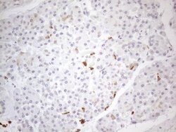 SNRPB2 Mouse anti-Human, Clone: OTI2A5, liquid, TrueMAB 100 &mu;L | Buy Online | Origene Technologies | Fisher Scientific