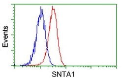 SNTA1 Mouse anti-Canine, Human, Rat, Clone: OTI1H10, liquid, TrueMAB 100
