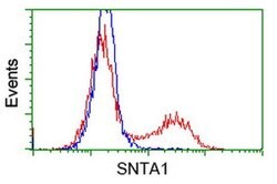 SNTA1 Monoclonal Antibody (OTI1E9), TrueMAB , OriGene 100 &mu;L; Unconjugated:Antibodies,