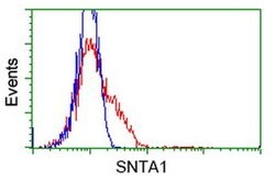 SNTA1 Monoclonal Antibody (OTI1C7), TrueMAB , OriGene:Antibodies:Primary