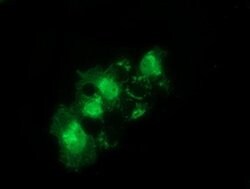 SNTA1 Monoclonal Antibody (OTI1E9), TrueMAB , OriGene 100 &mu;L; Unconjugated:Antibodies,