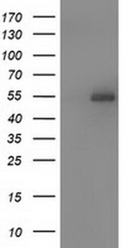 SNTA1 Monoclonal Antibody (OTI2E10), TrueMAB , OriGene 100 &mu;L; Unconjugated:Antibodies,