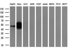 SNTA1 Monoclonal Antibody (OTI2E10), TrueMAB , OriGene 100 &mu;L; Unconjugated:Antibodies,