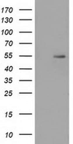 SNTA1 Monoclonal Antibody (OTI2D5), TrueMAB , OriGene 100 &mu;L; Unconjugated:Antibodies,