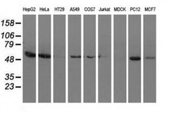 SNTA1 Monoclonal Antibody (OTI2B9), TrueMAB , OriGene 30 μL; Unconjugated:Antibodies,