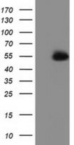 SNTA1 Mouse anti-Human, Clone: OTI1D4, lyophilized, TrueMAB 100 &mu;g;