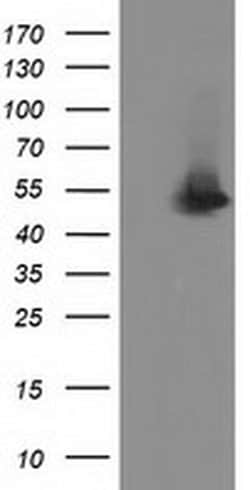 SNTA1 Monoclonal Antibody (OTI1E9), TrueMAB , OriGene:Antibodies:Primary