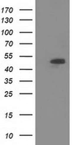 SNTA1 Monoclonal Antibody (OTI2A2), TrueMAB , OriGene:Antibodies:Primary