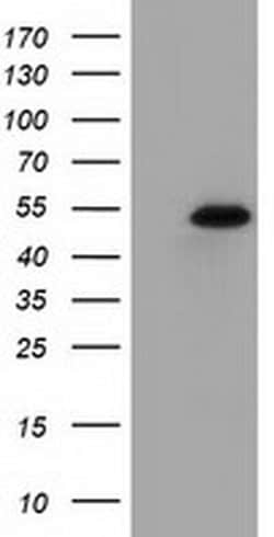 SNTA1 Monoclonal Antibody (OTI1C7), TrueMAB , OriGene:Antibodies:Primary