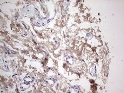 SNX12 Mouse anti-Human, Clone: OTI3A4, lyophilized, TrueMAB 100 &mu;g;