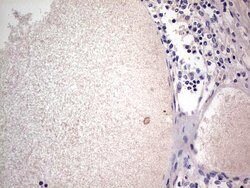 SNX12 Mouse anti-Human, Clone: OTI3A4, lyophilized, TrueMAB 100 &mu;g;