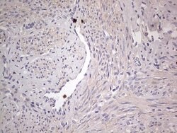 SNX12 Mouse anti-Human, Clone: OTI3A4, lyophilized, TrueMAB 100 &mu;g;