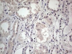 SNX12 Mouse anti-Human, Clone: OTI3A4, lyophilized, TrueMAB 100 &mu;g;