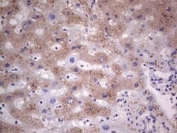 SNX12 Mouse anti-Human, Clone: OTI3A4, lyophilized, TrueMAB 100 &mu;g;