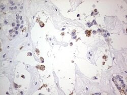 SNX12 Mouse anti-Human, Clone: OTI3A4, lyophilized, TrueMAB 100 &mu;g;