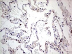 SNX12 Mouse anti-Human, Clone: OTI3A4, lyophilized, TrueMAB 100 &mu;g;