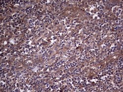 SNX12 Monoclonal Antibody (OTI8A11), TrueMAB , OriGene:Antibodies:Primary