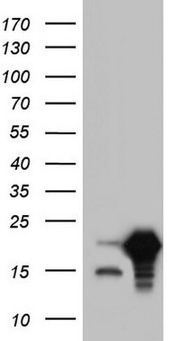 SNX12 Monoclonal Antibody (OTI5C3), TrueMAB , OriGene:Antibodies:Primary