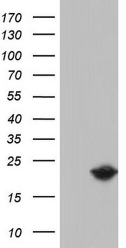 SNX12 Monoclonal Antibody (OTI8A11), TrueMAB , OriGene:Antibodies:Primary