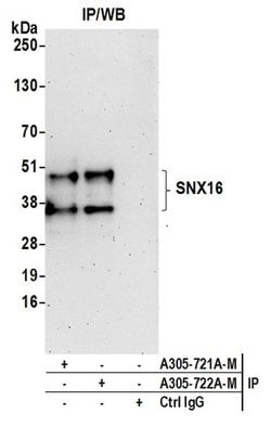 SNX16 Polyclonal Antibody, Bethyl Laboratories 20 &mu;L; Unconjugated:Antibodies,