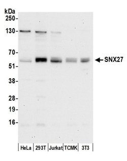 SNX27 Rabbit anti-Human, Mouse, Polyclonal, Bethyl Laboratories 100 &mu;L;