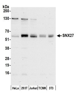 SNX27 Polyclonal Antibody, Bethyl Laboratories:Antibodies:Primary Antibodies