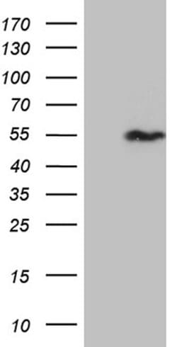 SNX4 Monoclonal Antibody (OTI1G6), TrueMAB , OriGene 100 &mu;L; Unconjugated:Antibodies,
