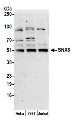 SNX8 Polyclonal Antibody, Bethyl Laboratories:Antibodies:Primary Antibodies